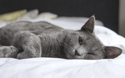 Felines Asthma – Asthma bei Katzen