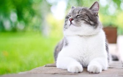 Husten bei Katzen – was ist zu tun?