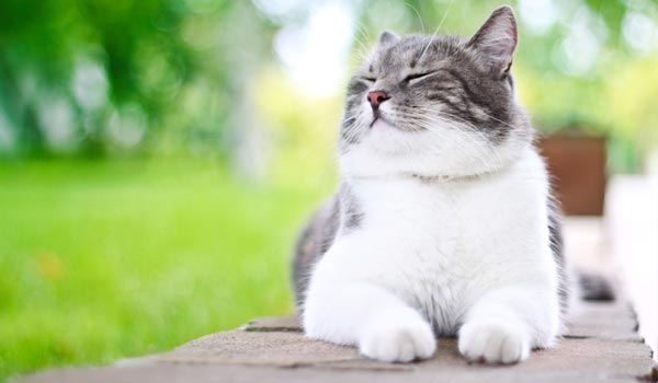 Husten bei Katzen – was ist zu tun?