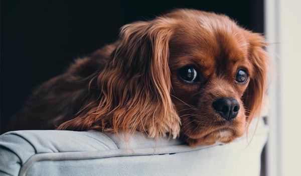 Husten bei Hunden – Behandlung