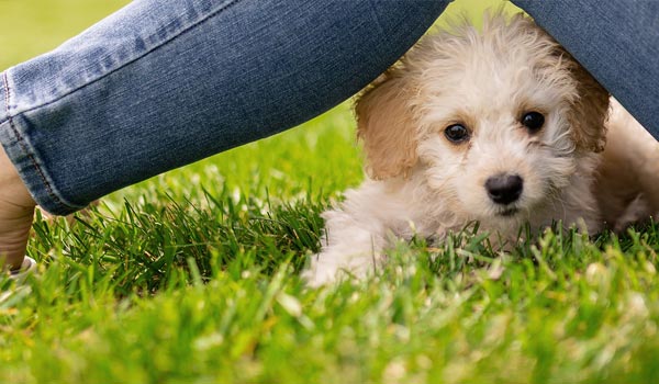 Mein Hund hat Husten – Ursachen und Symptome