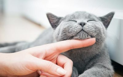 Katzenasthma – Behandlung und Therapie