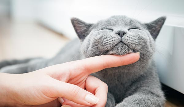 Katzenasthma – Behandlung und Therapie