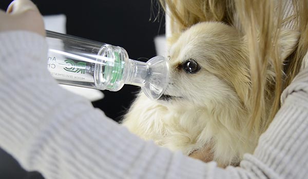 RC-Animal® Chamber – und der beste Freund atmet auf!