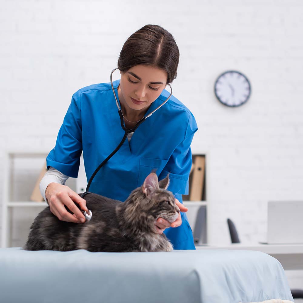 Ärztin untersucht Katze mit Stethoskop